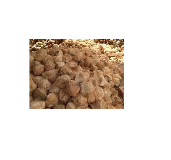 Husked Coconut - Large Brown Husked Coconut Fresh And Premium Quality