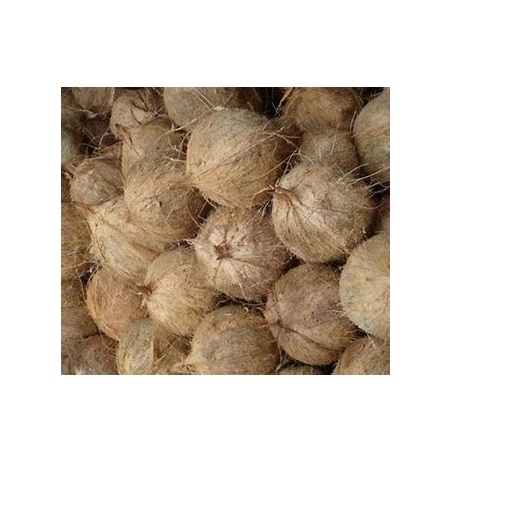Husked Coconut - Large Brown Husked Coconut Fresh And Premium Quality