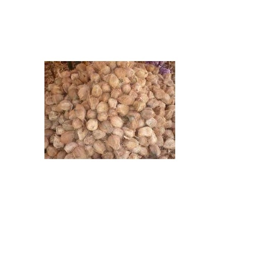 Husked Coconut - Large Brown Husked Coconut Fresh And Premium Quality
