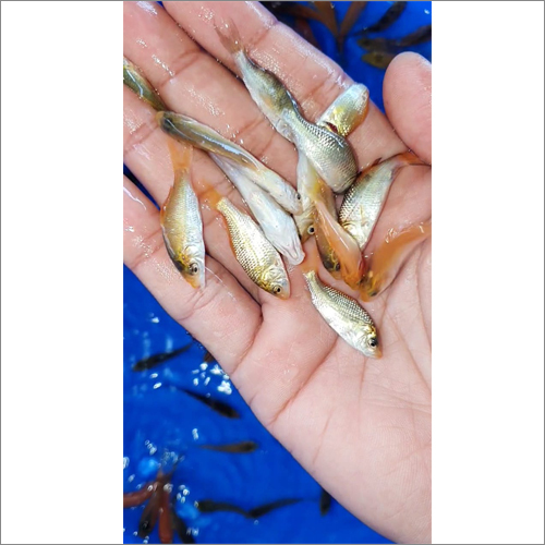 ग्रे कॉमन कार्प फिश सीड