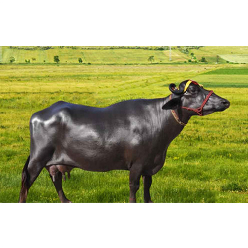 मुर्रा भैंस का लिंग: दोनों