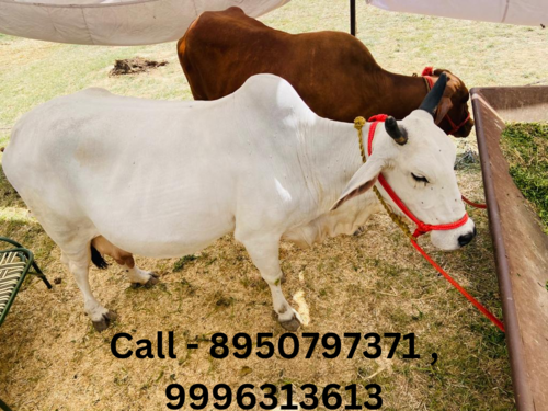 थारपार्कर गाय का लिंग: दोनों