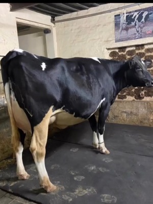 होल्स्टीन फ्राइज़ियन गाय का लिंग: महिला