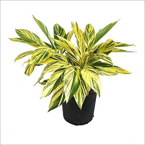 ग्रीन एन येलो अल्पिनिया ज़ेरुम्बेट प्लांट