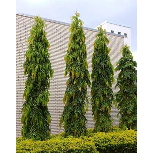 ग्रीन पॉलीथिया लॉन्गिफोलिया प्लांट