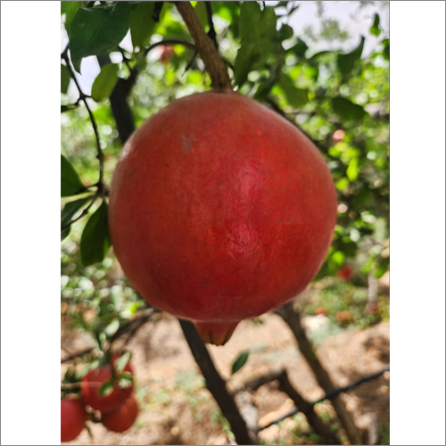 Fresh Pomegranates - A Grade Quality, 20 Kg Crate | Sweet, Juicy Arils, Rich In Vitamins And Antioxidants