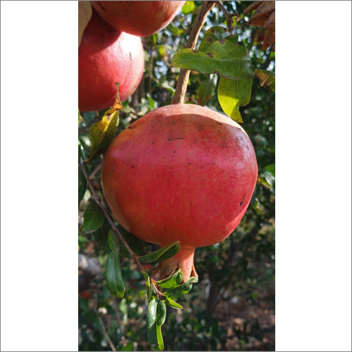 Fresh Pomegranates - A Grade Quality, 20 Kg Crate | Sweet, Juicy Arils, Rich In Vitamins And Antioxidants