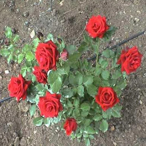 Red Rose Plant - Various Breeds Available Vibrant Flowers In Multiple Sizes And Colors