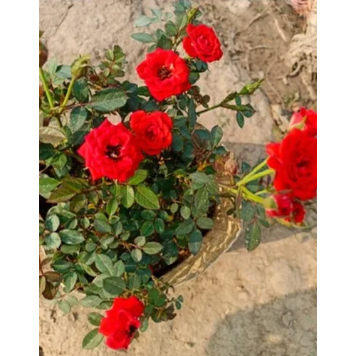Red Rose Plant - Various Breeds Available Vibrant Flowers In Multiple Sizes And Colors