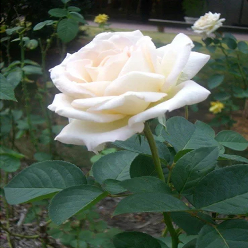 White Rose Plants - Varied Sizes, As Per Availability Color | Flower Type, Available Breeds For Ornamental Gardening And Decor