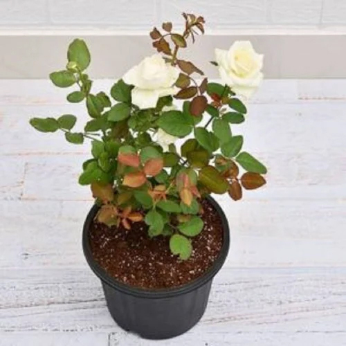 White Rose Plants - Varied Sizes, As Per Availability Color | Flower Type, Available Breeds For Ornamental Gardening And Decor