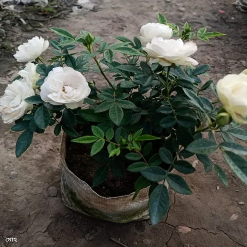 White Rose Plants - Varied Sizes, As Per Availability Color | Flower Type, Available Breeds For Ornamental Gardening And Decor