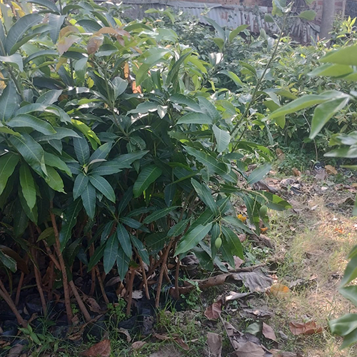 विभिन्न उपलब्ध आम के पेड़