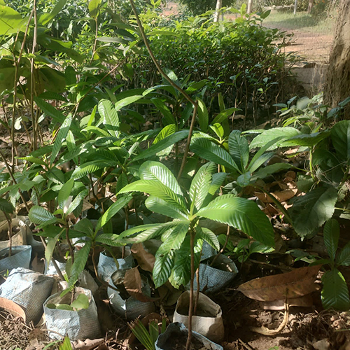 Different Available Mango Tree