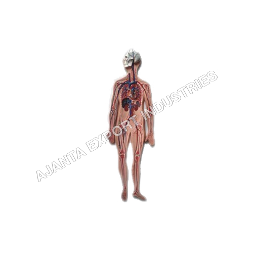 Human Circulatory System - PVC, 40x80 cm | Ideal for Nursing Institutes, Medical Colleges, and Hospitals, Weighs 4-5 kg