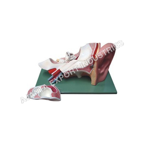 मानव कान अनुप्रयोग: जैविक के लिए