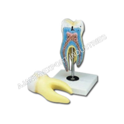 ह्यूमन टूथ मॉडल एप्लीकेशन: मेडिकल लेबोरेटरी एंड हॉस्पिटल