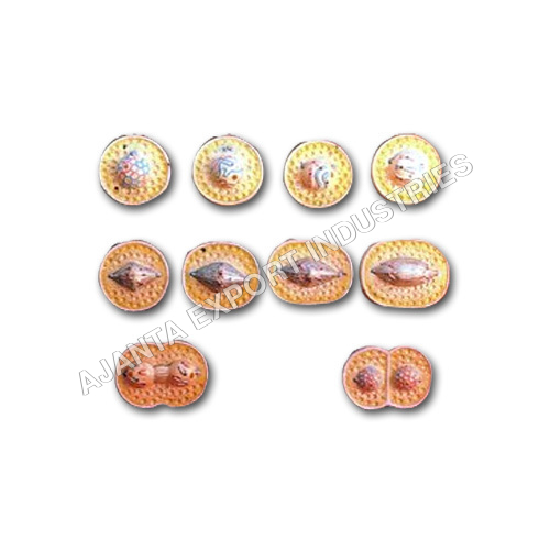 Animal Cell Division Mitosis - Plastic Models Set (20mm) | Features 10 Stages of Mitosis Mounted on Wooden Board for Educational Purposes