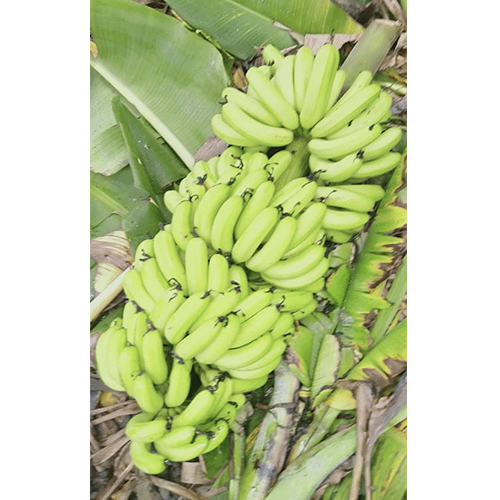 Fresh Banana - Cultivation Type: Common