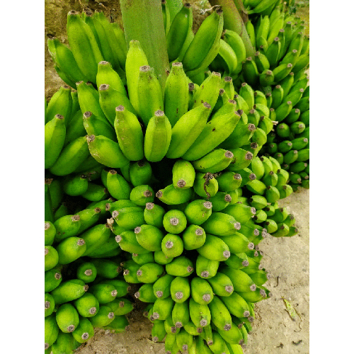 Chapa A Grade Green Banana - Non-Peeled, IQF, Normal Taste | Versatile Cooking Banana for Stews, Soups, and Curries