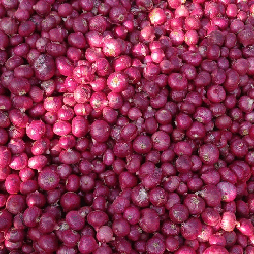 Fresh Red Onion - Moisture (%): Nil