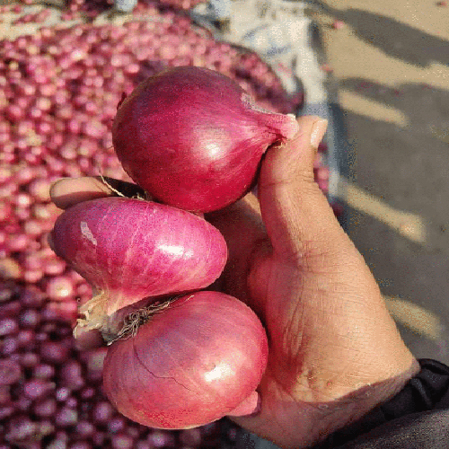 Fresh Red Onion - Moisture (%): Nil