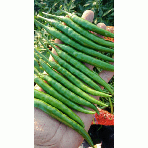 Fresh Green Chilli - Moisture (%): Nil