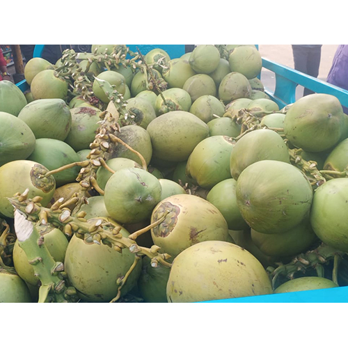 Fresh Green Coconut - Full-husked, Diamond Shape | Cultivated From Disease Free Trees, High Water Content, Long Shelf Life