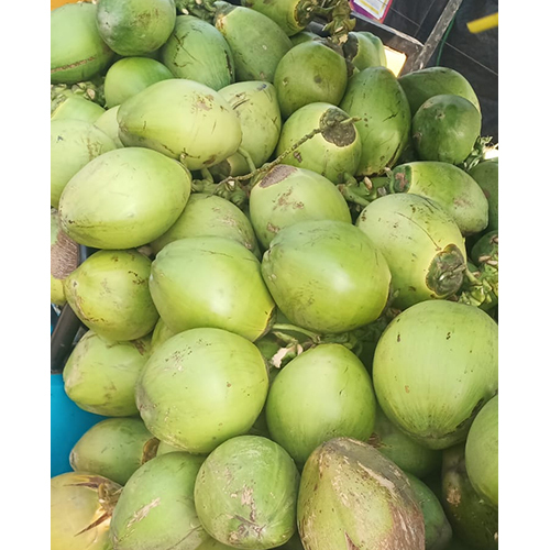 Fresh Green Coconut - Full-husked, Diamond Shape | Cultivated From Disease Free Trees, High Water Content, Long Shelf Life