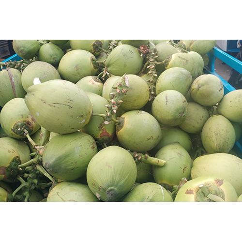 Fresh Green Coconut - Full-husked, Diamond Shape | Cultivated From Disease Free Trees, High Water Content, Long Shelf Life