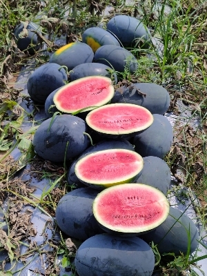 जैविक तरबूज