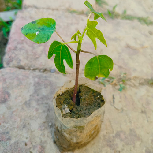 Papaya Plant - High-Quality Tropical Variety, Different Sizes Available - Green Leaves, Rich in Vitamins A & C, Sweet and Juicy Fruit