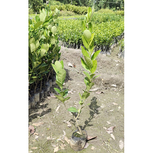 Different Available Mosambi Plant