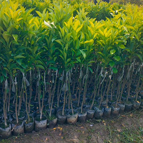 Malta Plant - Green Leaves, Various Sizes Available | Rich in Vitamin C, Versatile for Beverages and Salads