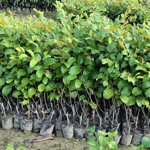 Different Available Green Apple Ber Plant