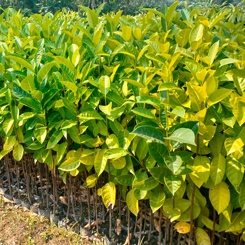 Different Available Jack Fruit Plant