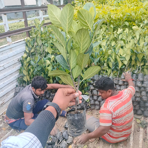Different Available All Time Jack Fruit Plant