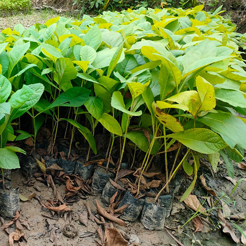 विभिन्न उपलब्ध टेक प्लांट