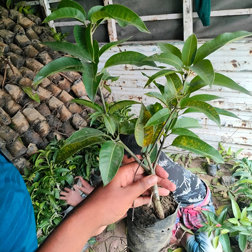 Different Available All Time Mango Plant