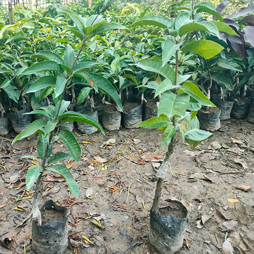 Different Available All Time Mango Plant