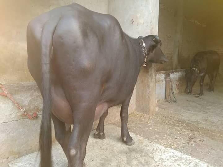 Murrah Buffalo - 5 Years Old, Black, Female, 550 Kg Weight | Second Lactation With 20 Liters Milk Per Day, Commercial Use Capacity