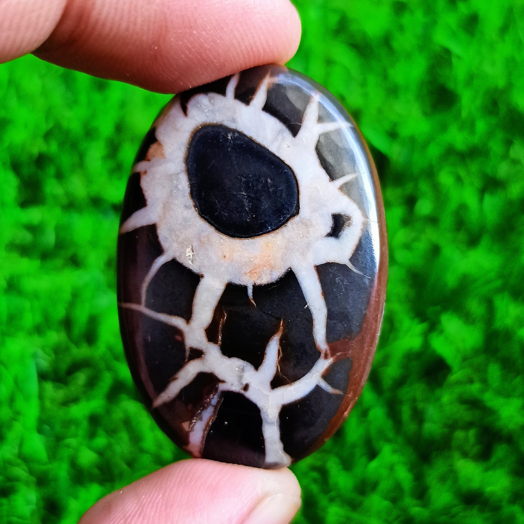 Septerien Cabochon Grade: Top