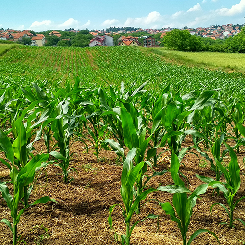 Agriculture Product