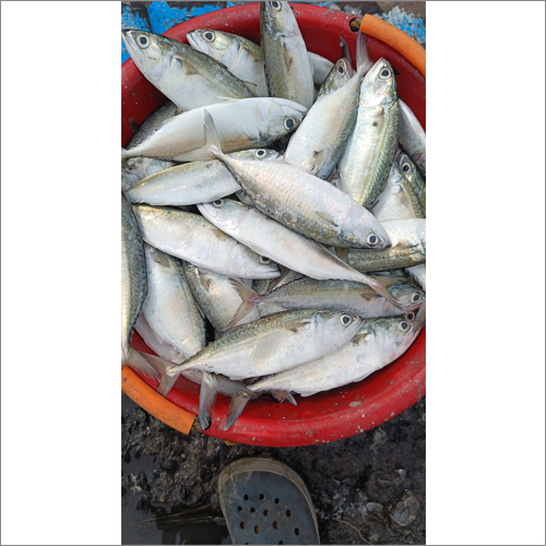 Bangra Fish Packaging: Can