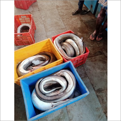 Black Vaam Fish - Canned, 1 Year Shelf Life | Premium Quality Seafood