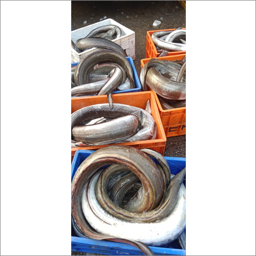 Black Vaam Fish - Canned Variety, 1-Year Shelf Life | Premium Quality Seafood Product