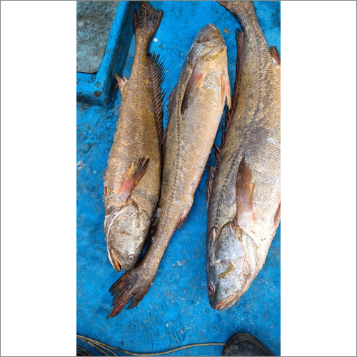 Koti Fish Packaging: Can