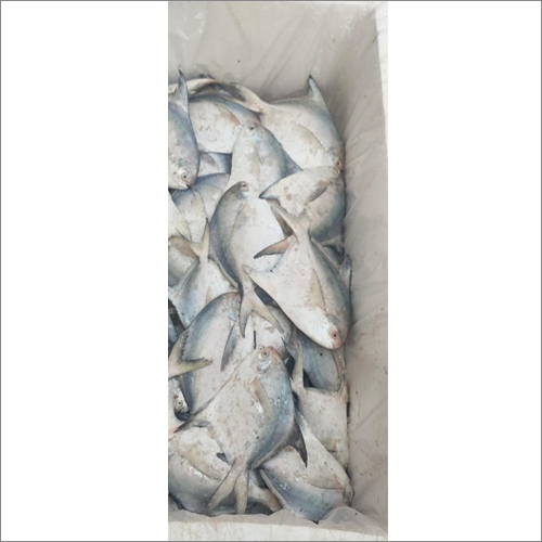 White Pomfret Fish Packaging: Can