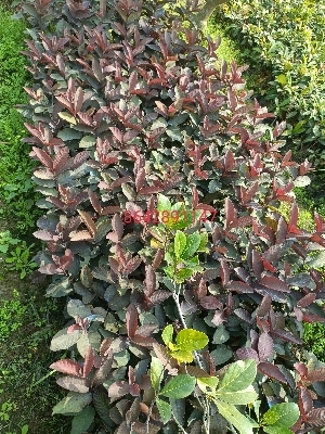 काले अमरूद के पौधे