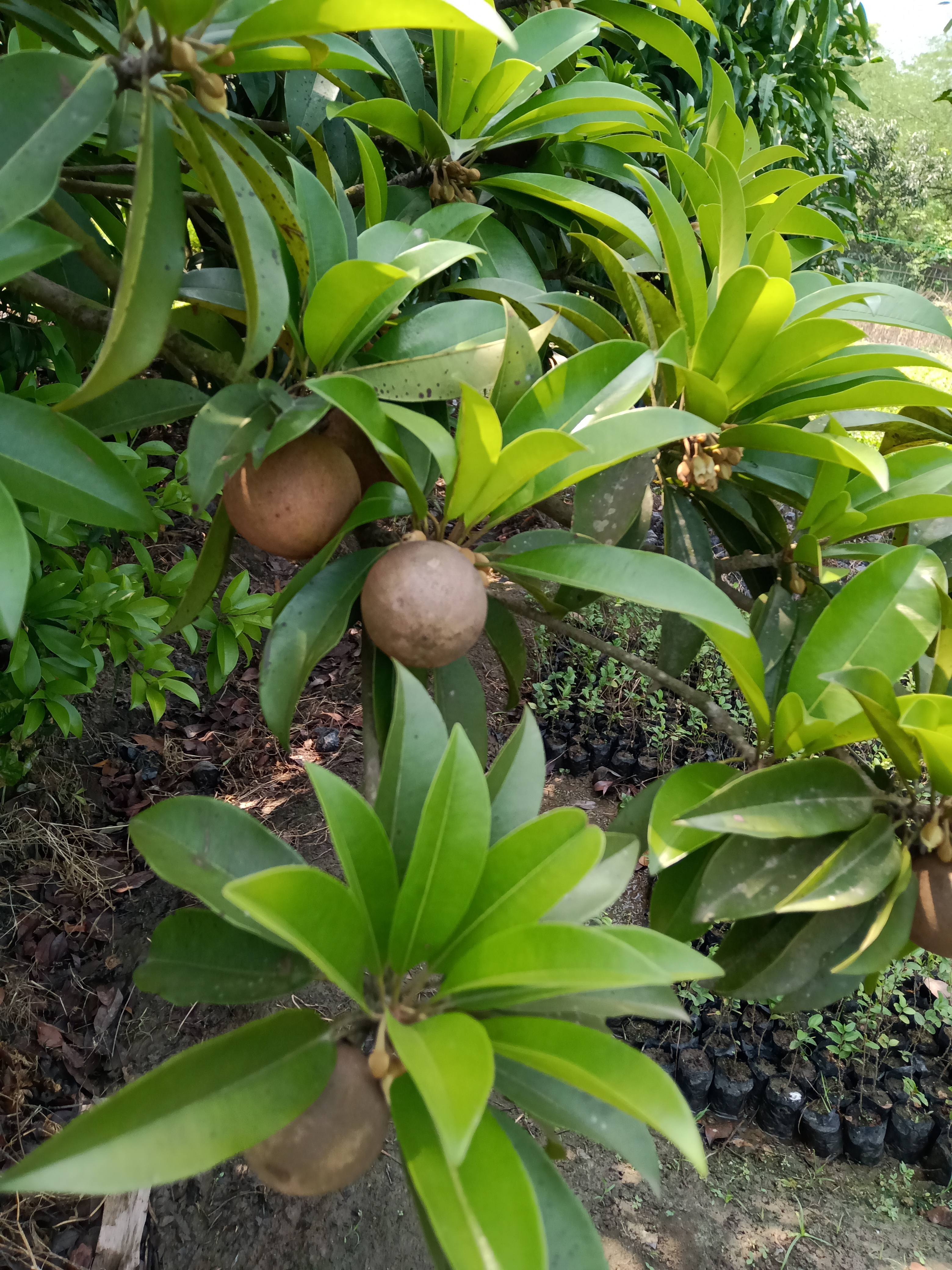 Cricket Ball Chikoo Plants - Height Range 1.5ft - 10ft | Ideal For Gardens, Landscaping, And Outdoor Spaces